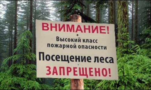 Запрет на посещение лесов Крыма могут продлить
