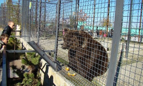 Медведей из «Тайгана» могут отдать голландцам