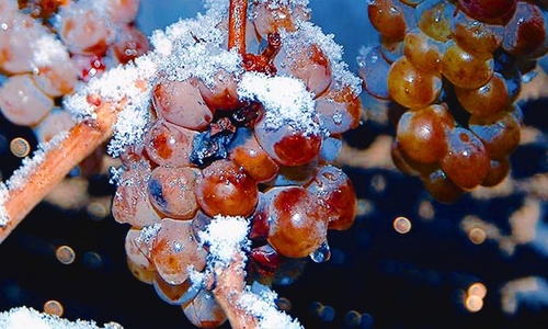 В этом году Крым получит молодое вино из возможно подмороженного винограда