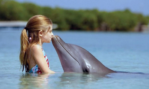 В этом году дельфины начали сходить с ума раньше обычного
