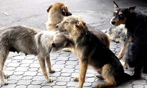 Убивать бродячих собак в Крыму не будут, но и жилья им не предоставят