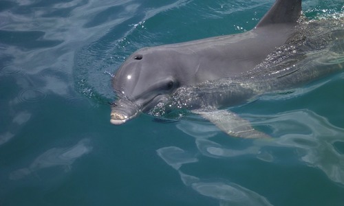Дельфин, спасенный в Севастополе, уже резвится в море