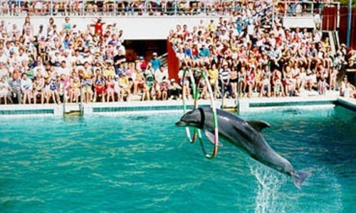 Ялтинский дельфинарий впервые не закроется на зиму