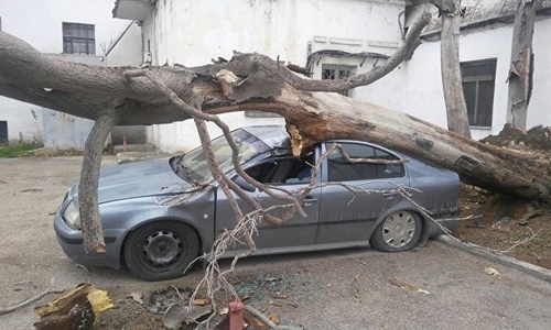 Ветер свалил дерево на машину в Севастополе