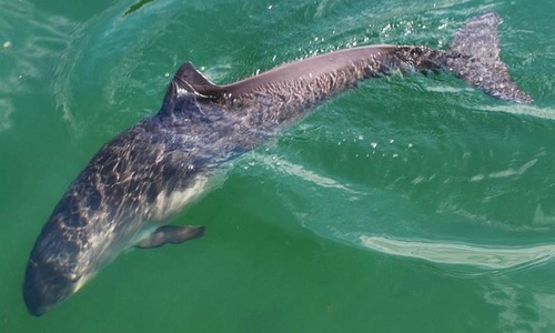 В Крыму предложили создать ООПТ для защиты дельфинов