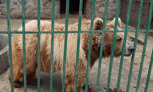 Депутат назвал зооуголок в Симферополе концлагерем для животных