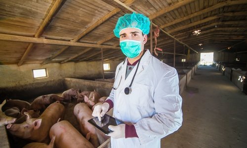 В Севастополе зафиксированы случаи «свиного» и «птичьего» гриппа