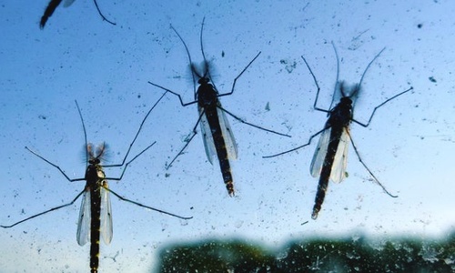Мэр Джанкоя попросил горожан потерпеть комаров пока сами не сдохнут