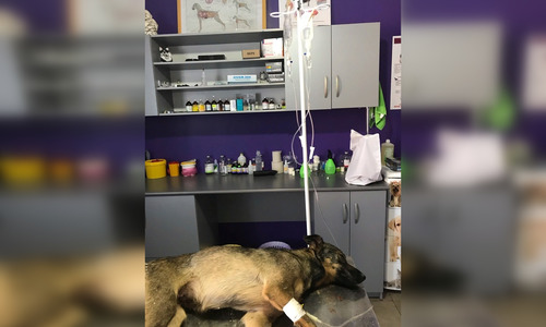 В крымском поселке отравили 11 собак