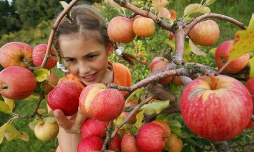 Поставки белорусских яблок в Россию превышают собранный урожай