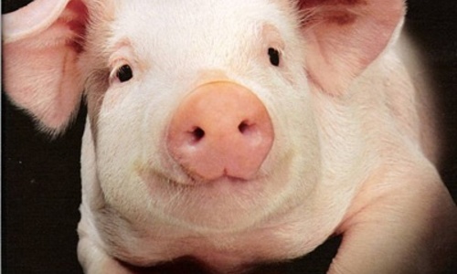 В Керчи побаиваются возобновлять продажу свинины