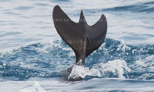 У берегов Крыма заметили дельфина-мутанта