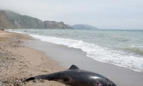 У Феодосии найден дельфин с камнем на шее