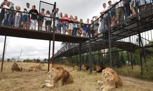 Чиновники оставили львов «Тайгана» без еды