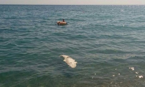 В Черном море нашли труп беглого крокодила
