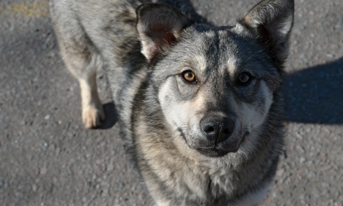 Главный ветеринар Крыма жалуется Аксенову на знакомого пса