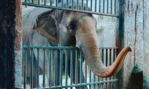 Сегодня в парке «Тайган» эвакуировали слонов