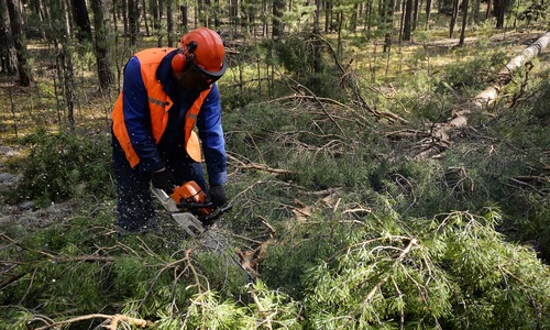 Из-за вырубки сосен в Севастополе возбудили уголовное дело