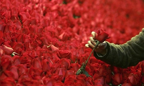 Совмин потратит миллион на цветы