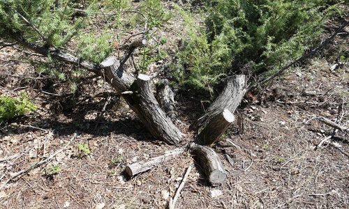 В Ялте дали добро на убийство 30 краснокнижных деревьев