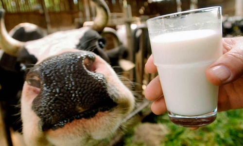 Крымское молоко лучше не станет