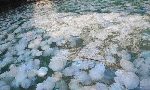 Размножающиеся медузы заполонили море у Крыма