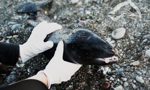За полгода в Крыму нашли 200 мертвых дельфинов