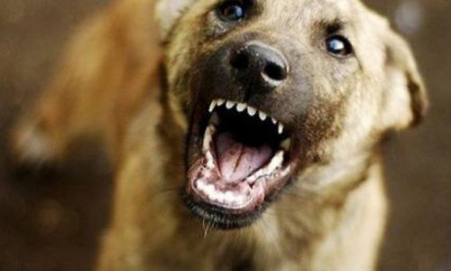 Жительница Севастополя заплатит 50 тысяч за зубастую собаку