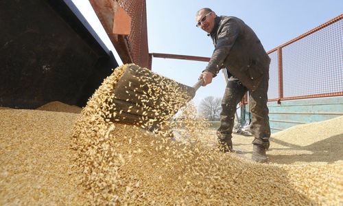 Севастополь в этом году отправит в Сирию 200 тысяч тонн зерна