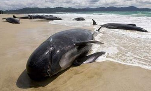 Крымские браконьеры погубили осетра и дельфинов