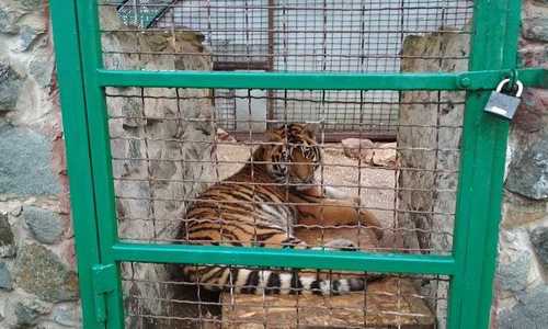 Власти винят ветклинику в смерти тигра в Симферополе