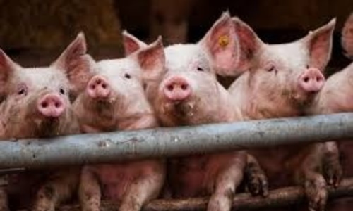 В Крыму ветврач сфальсифицировал данные об осмотре свиней