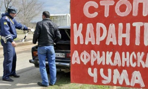 Весь Крым может стать карантинной зоной из-за африканской чумы
