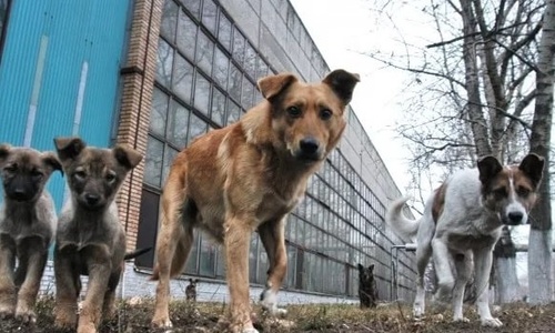 На бродячих животных Крыма потратят 30 миллионов
