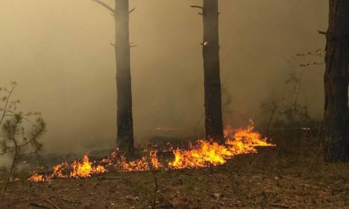 Лесной пожар под Симферополем потушили спустя два дня