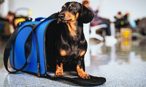 В самолете, летевшем из Крыма, по салону разгуливала собака