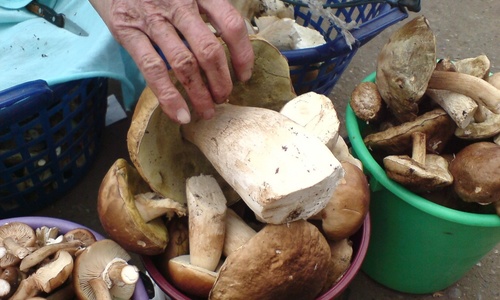 Стихийные торговцы Крыма травят людей грибами