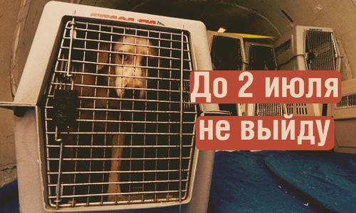 Бить морды собакам на пути в Крым перестанут со 2 июля