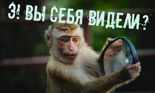 В зоопарках Крыма уверены, что Сергей Аксенов защитит их от нового закона