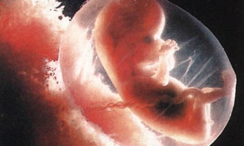 В Нидерландах будут выращивать эмбрионы человека для опытов