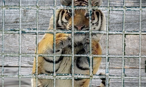 Суд продлил содержание тигренка в СиЗоо до середины июня