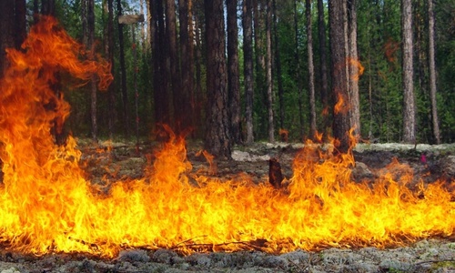 Возле Симферополя чуть не загорелся лес