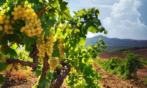 В Крыму увеличат количество виноградников