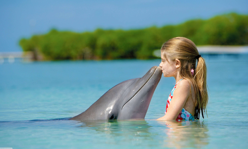 У Севастополя в море появились дельфины-попрошайки