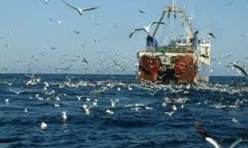В Черном море вчетверо уменьшилась добыча биоресурсов