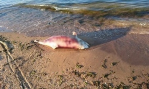 На керченском пляже нашли истерзанное тело дельфина