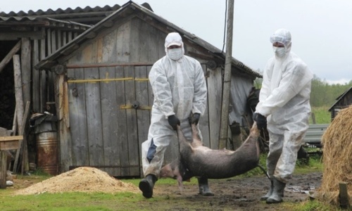 В Симферополе запретили продавать свинину