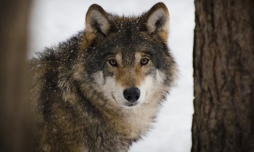 В Крыму отстреливают волков из-за роста популяции