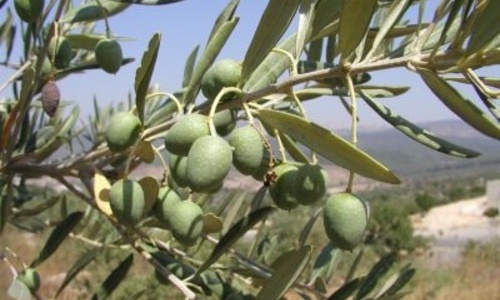 Крымчанам порекомендовали выращивать «родные» маслины