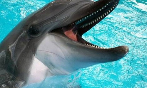 Севастополь – «горячая точка» для дельфинов